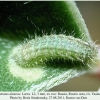 pol damone larva2